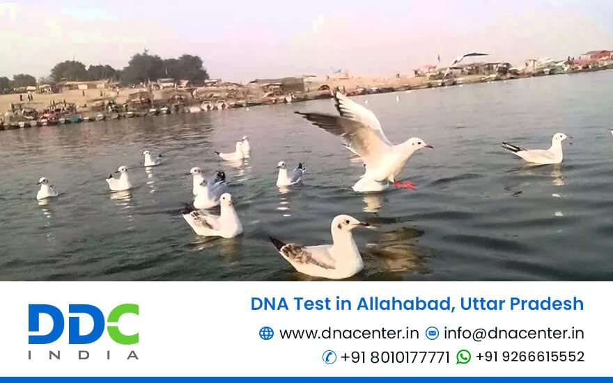 DNA Test in Allahabad