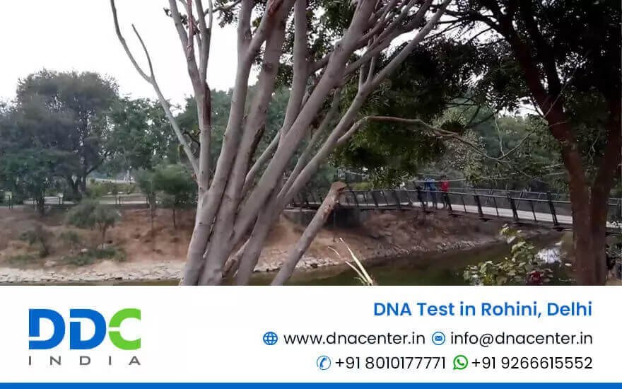 DNA Test in Rohini